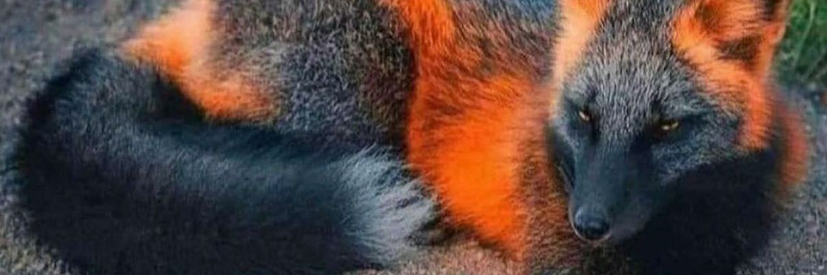 TadBad's profile banner image