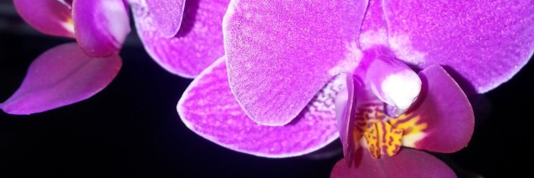 ImplicitLife's profile banner image