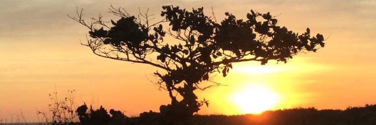 ttsalless's profile banner image