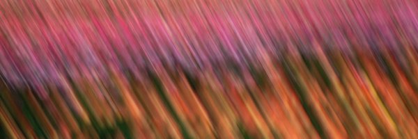 abigaildollins Profile Banner