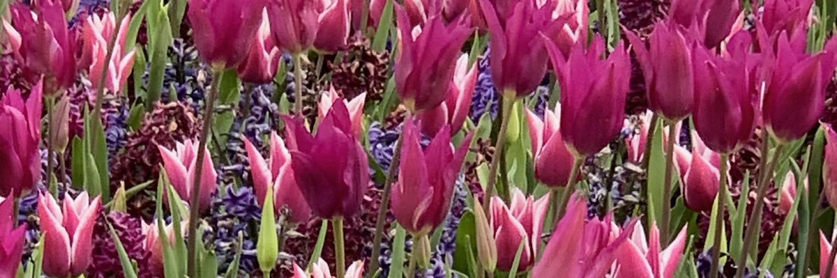 thick_n_sassi's profile banner image
