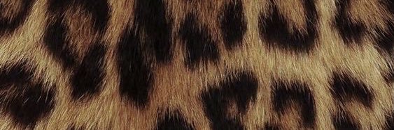 alsventuree's profile banner image