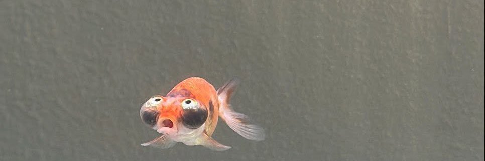 aliosrn's profile banner image