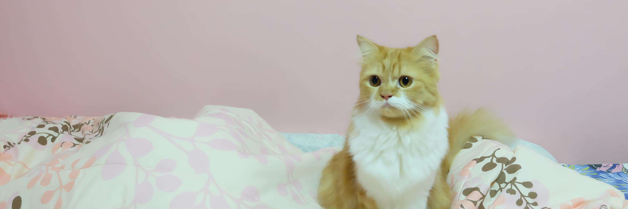muffinsays's profile banner image
