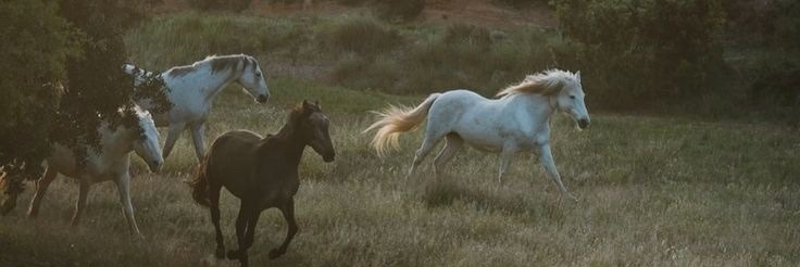 فاتیکلــس banner