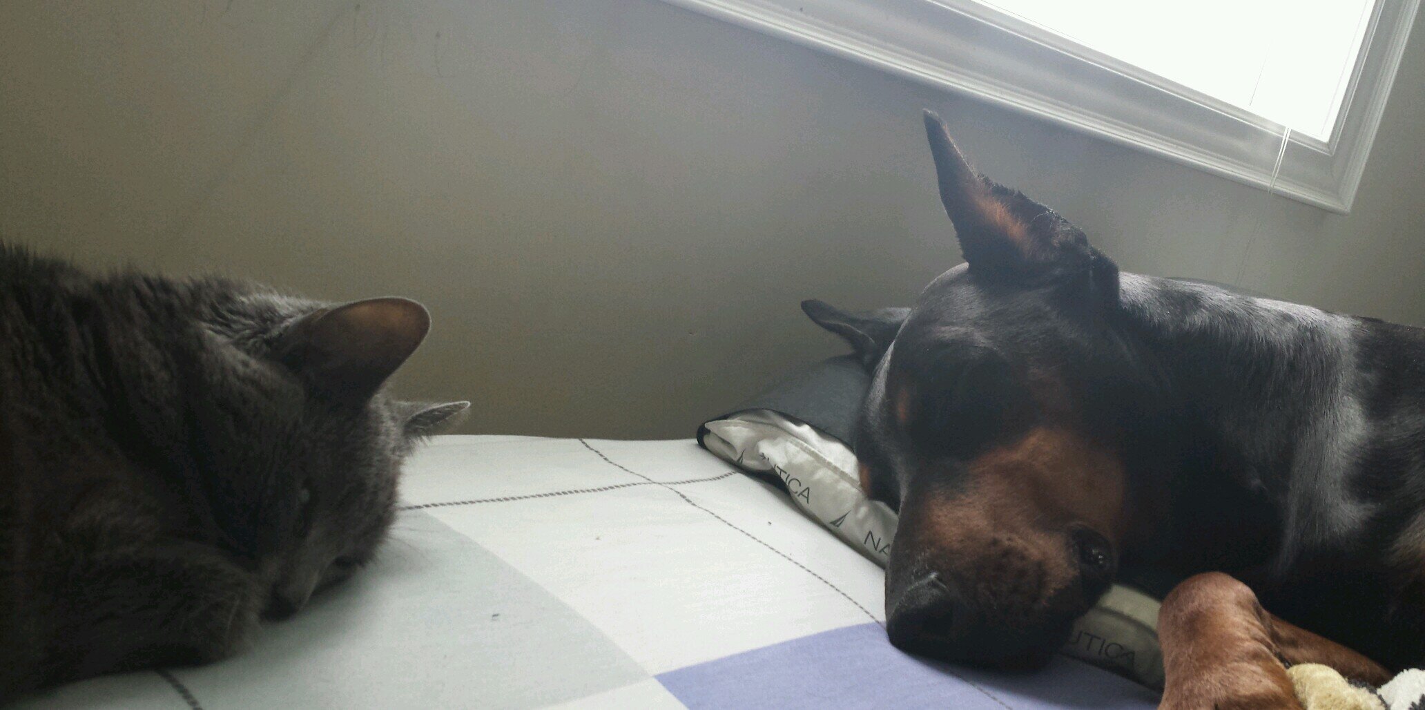 1hooman's profile banner image