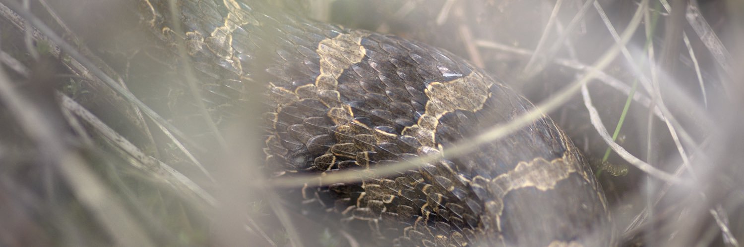 Caleb Krueger banner