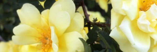 brittworde Profile Banner