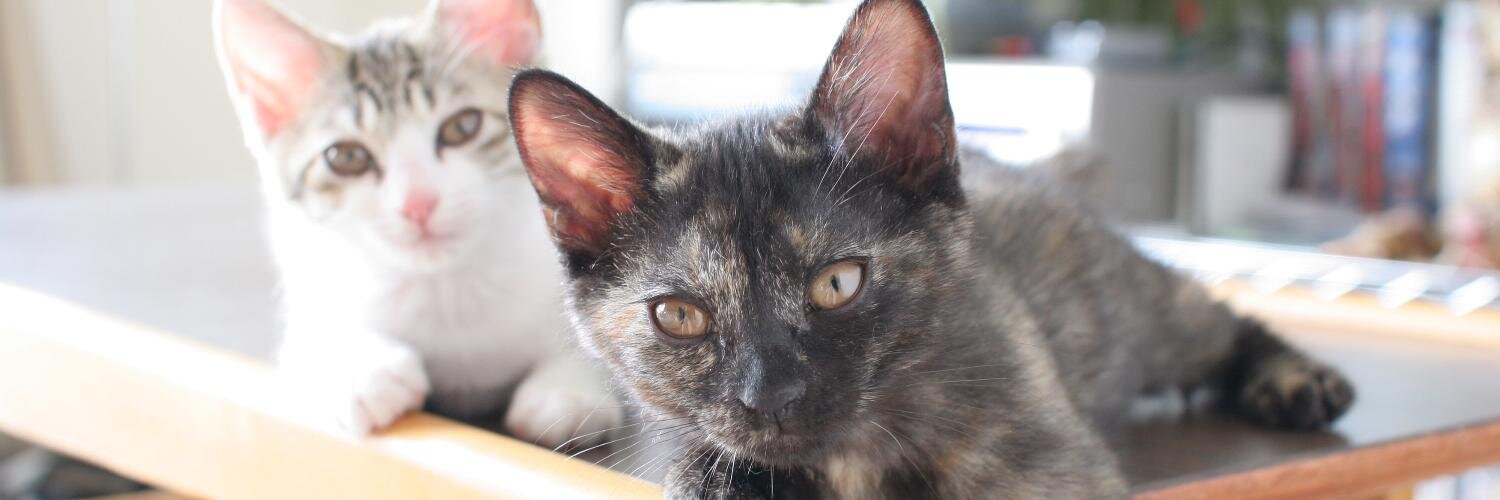 ファーレイ株式会社 banner