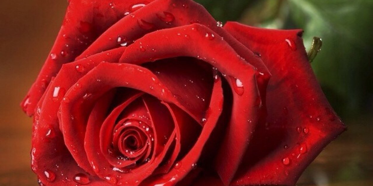 al_maez's profile banner image