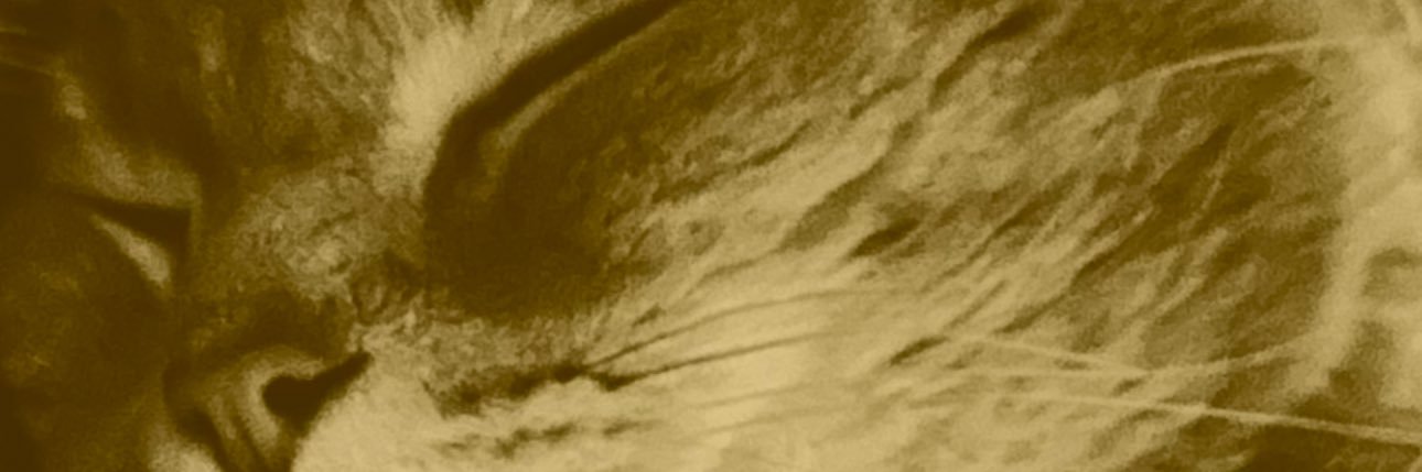 xpinky85x's profile banner image