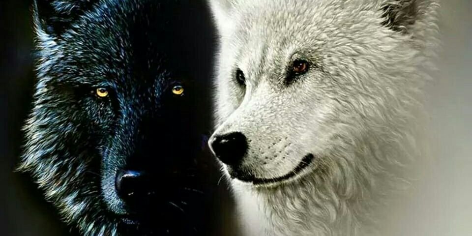wolfking028's profile banner image