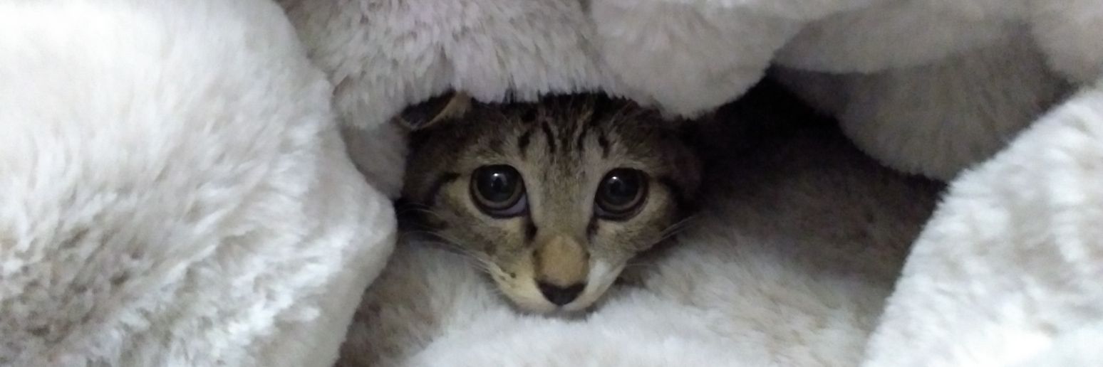 べるこ banner
