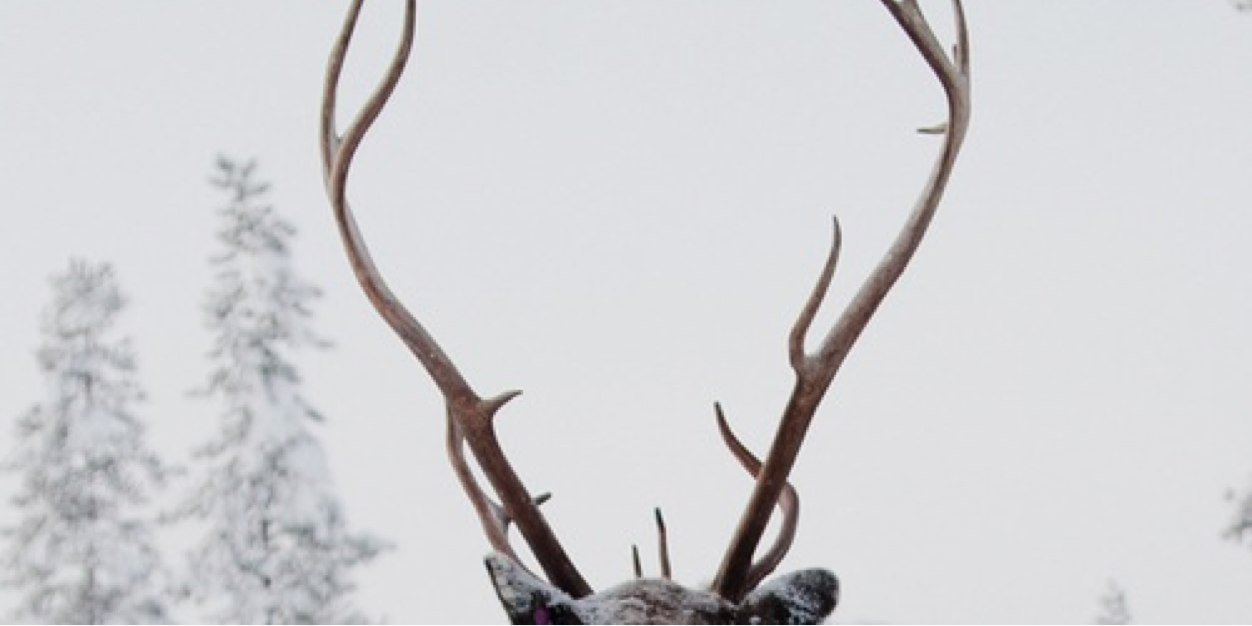 LalaCellaLala's profile banner image