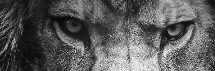 L3oRigo's profile banner image
