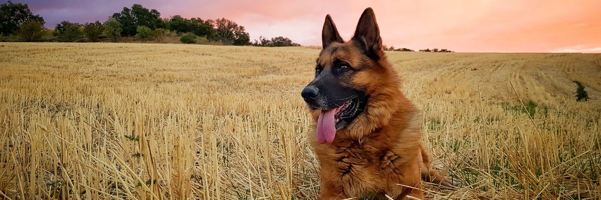 Dogs Planet 🌏🐕 banner