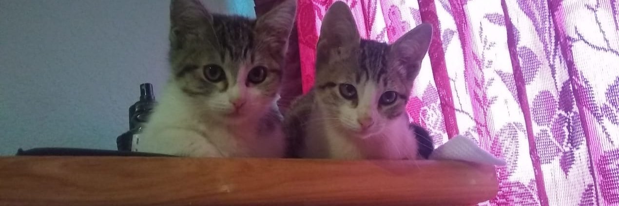 जलील banner