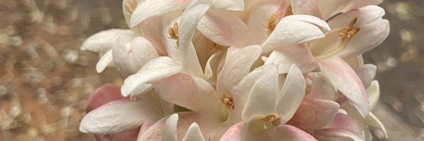 anushcache Profile Banner