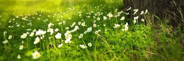 _NatureAlmighty Profile Banner