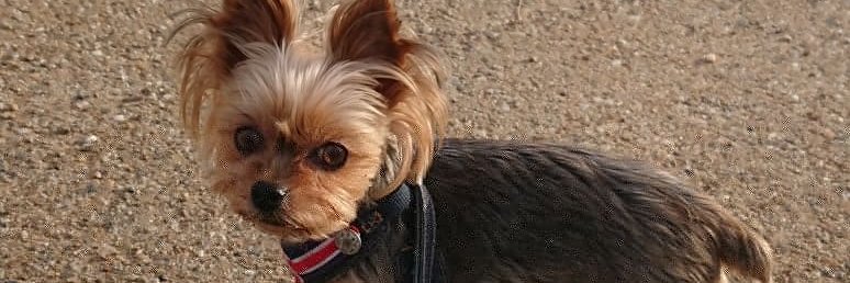 mauiniko's profile banner image