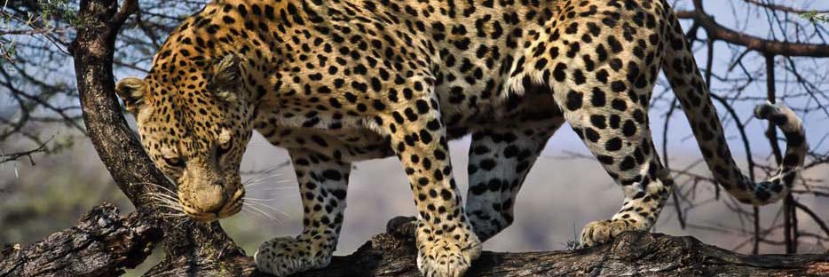 Van Vleck Baseball banner