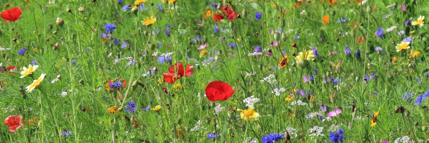 Astrid Ebner-Zarl (she/her) banner