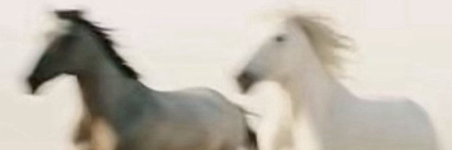 aдальберто banner