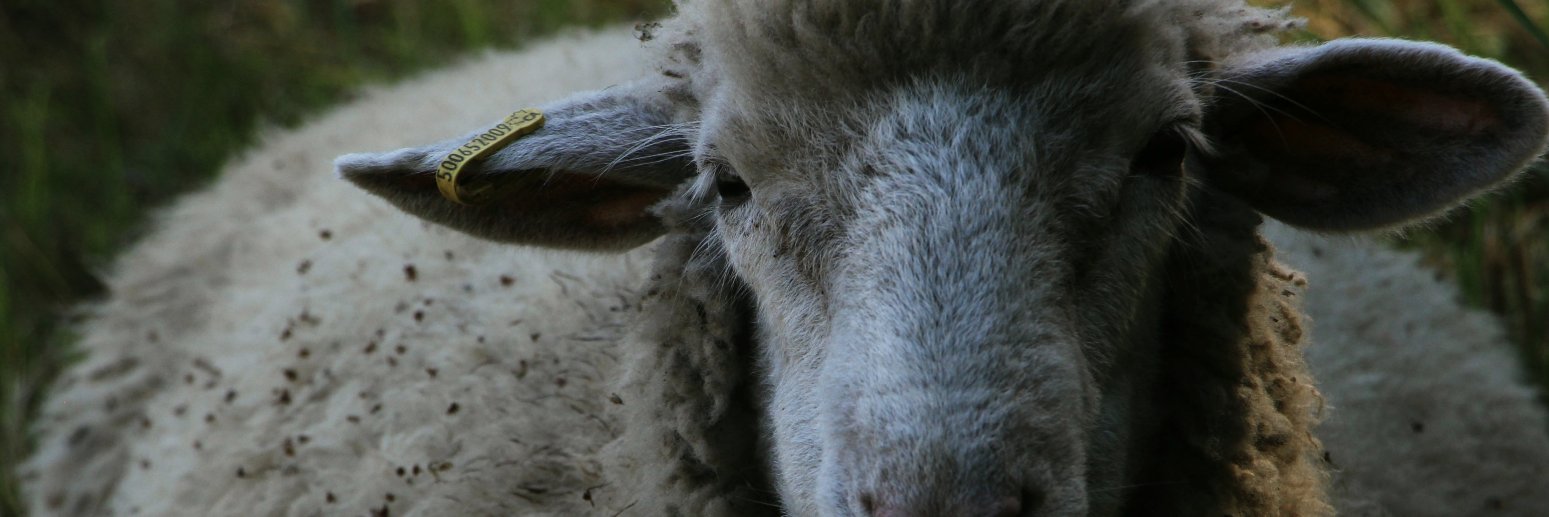 @FarmyardWine banner
