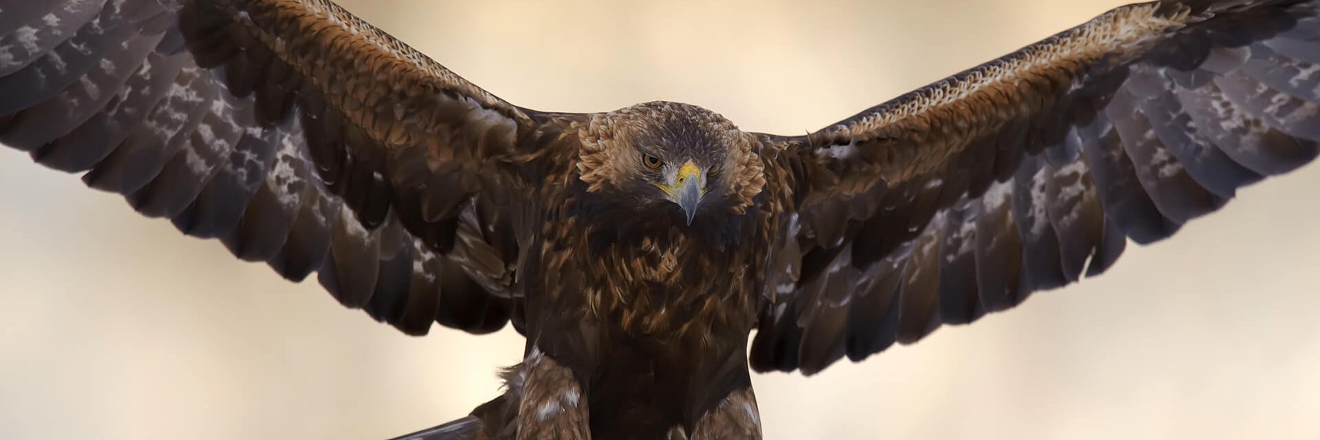 EastDavidsonFB banner