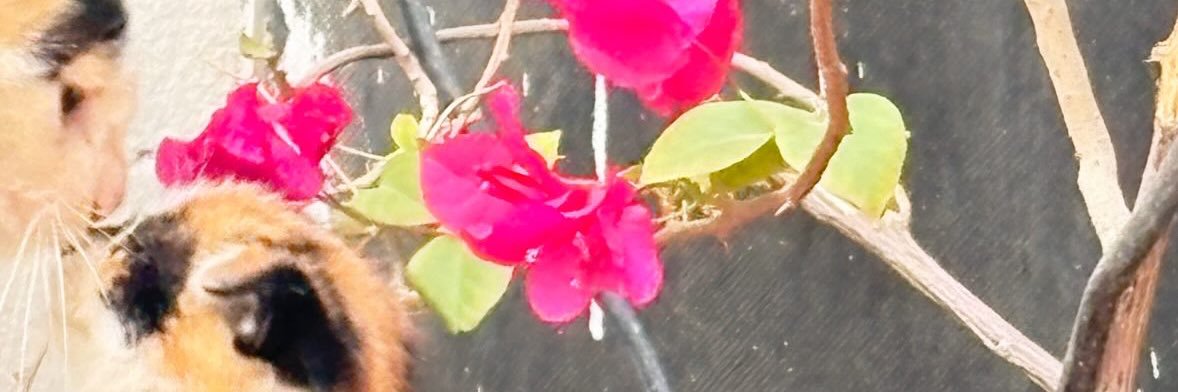 perfmarwa's profile banner image
