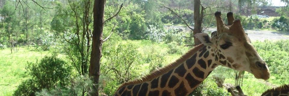 aba_koomson's profile banner image