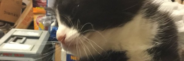 PrincessCuppyc1 Profile Banner