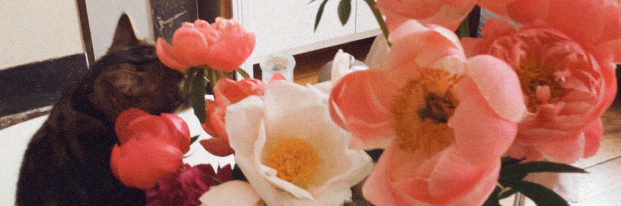 cyrielle scandale 🧚🏻‍♀️⋆˚.࿐॰ॱ✧ banner