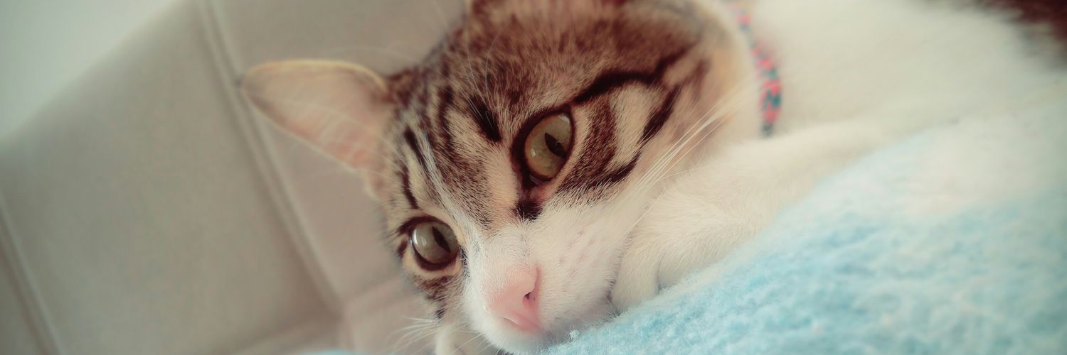 eRoNic__'s profile banner image