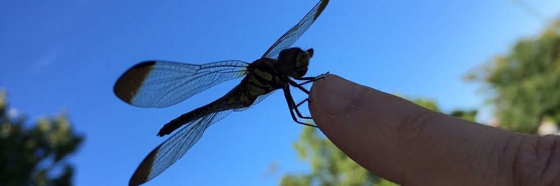 紅@kurenai | ETHGas ⛽ banner