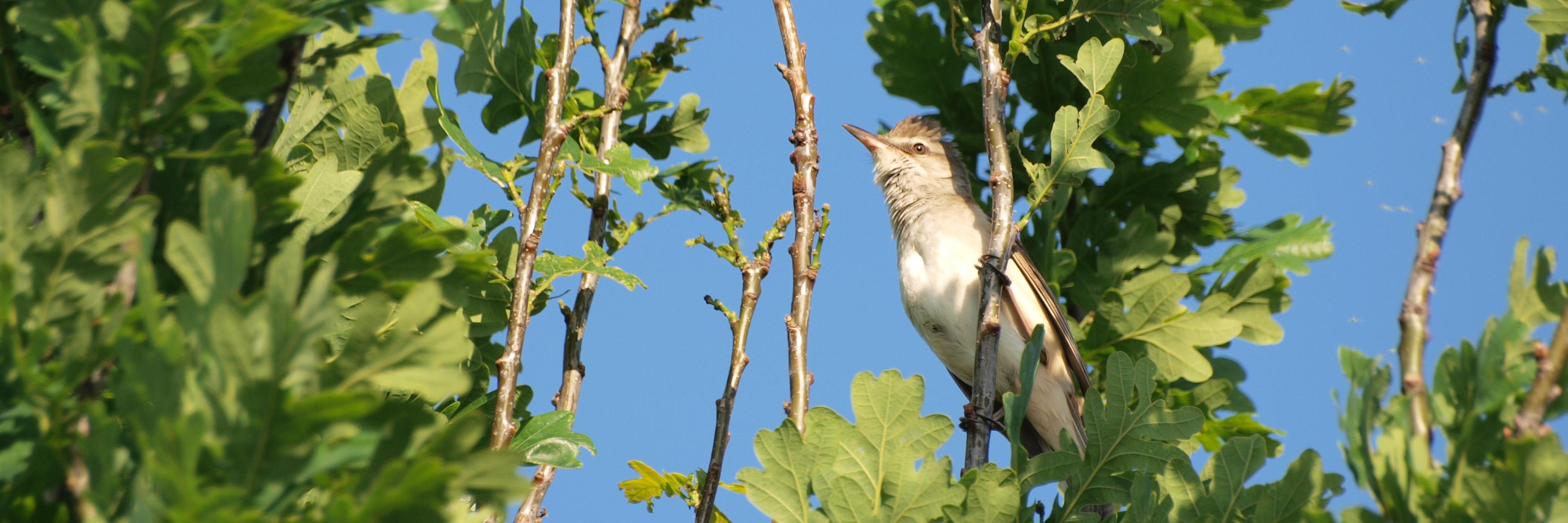 MME Monitoring banner
