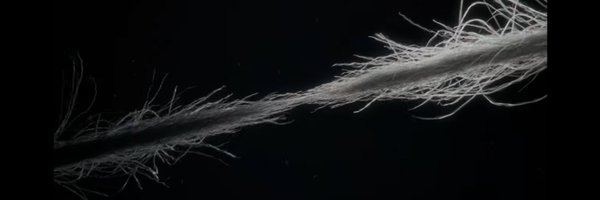 Zushef29 Profile Banner