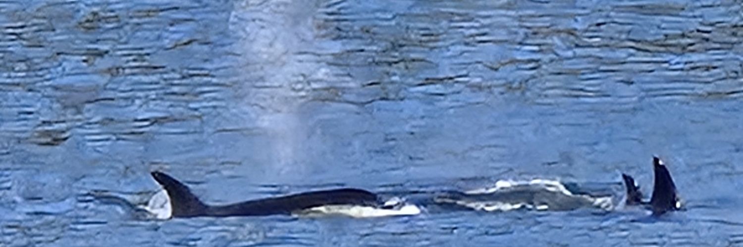 GFladda's profile banner image