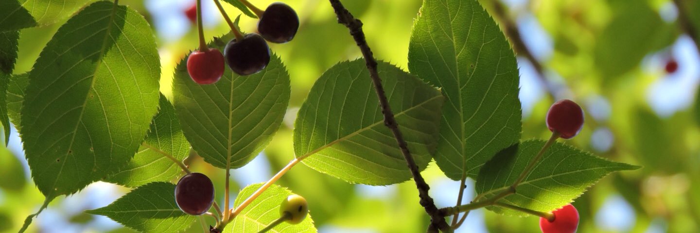 1gou（くくる） banner