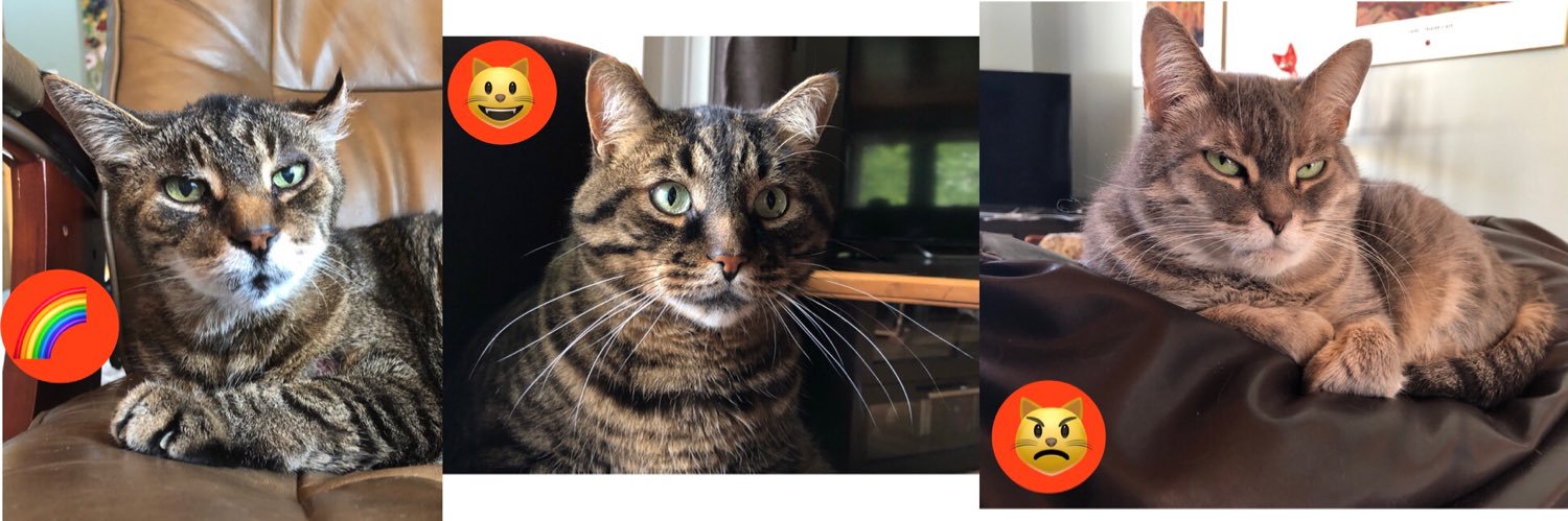 Keïth!🌈 🐾 Micker 😺 🐾 Miss P 😾 🐾 banner