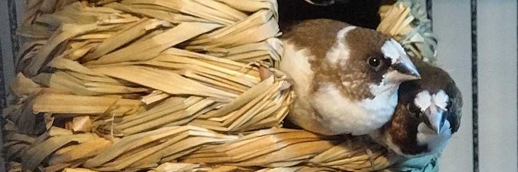 🇵🇸 🐦 Serapis 🐦 🇺🇦 banner