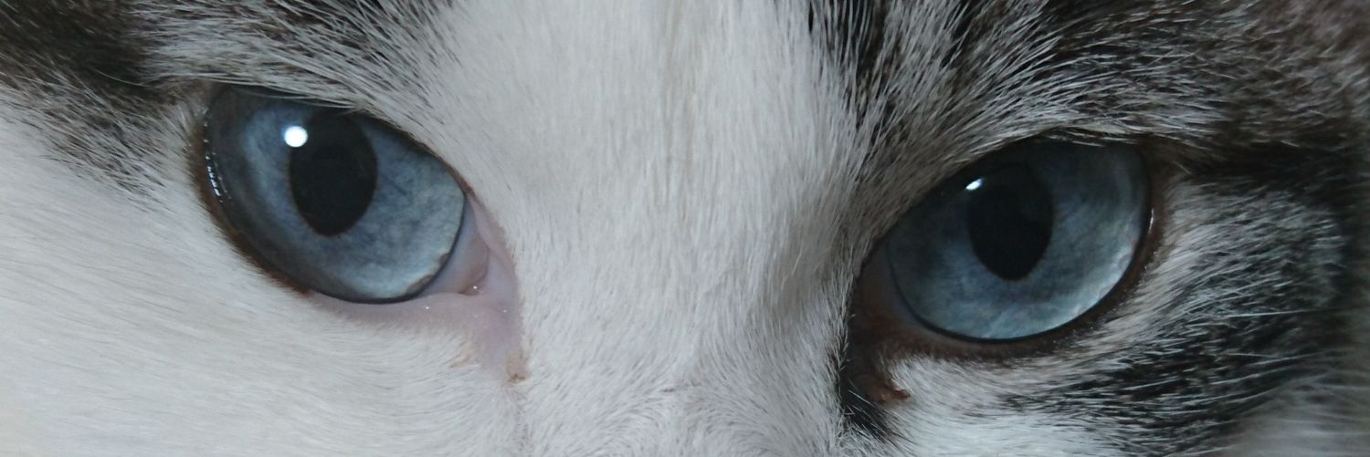 nr_ki's profile banner image
