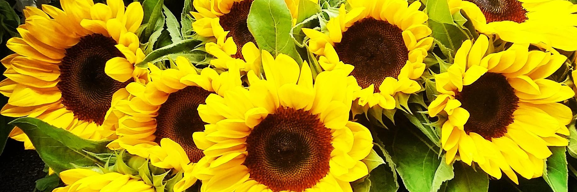 letizialopes's profile banner image