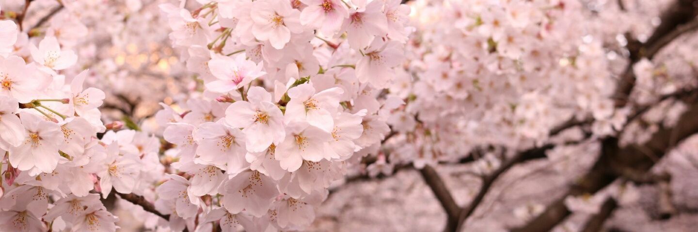 nico_0307's profile banner image