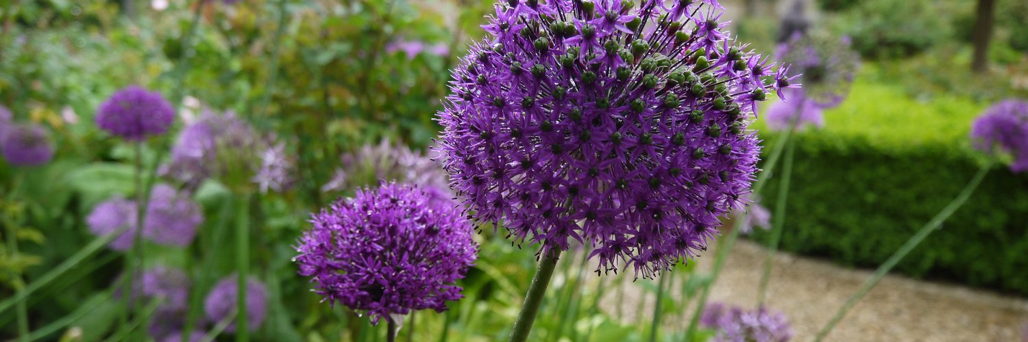 Dr Amanda Stranks banner