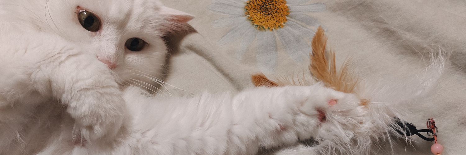 eddy_miracle's profile banner image