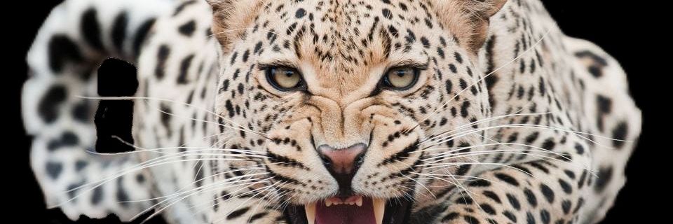 SUMERPUR JAWAI RAIL SEWA VOLUNTEER banner