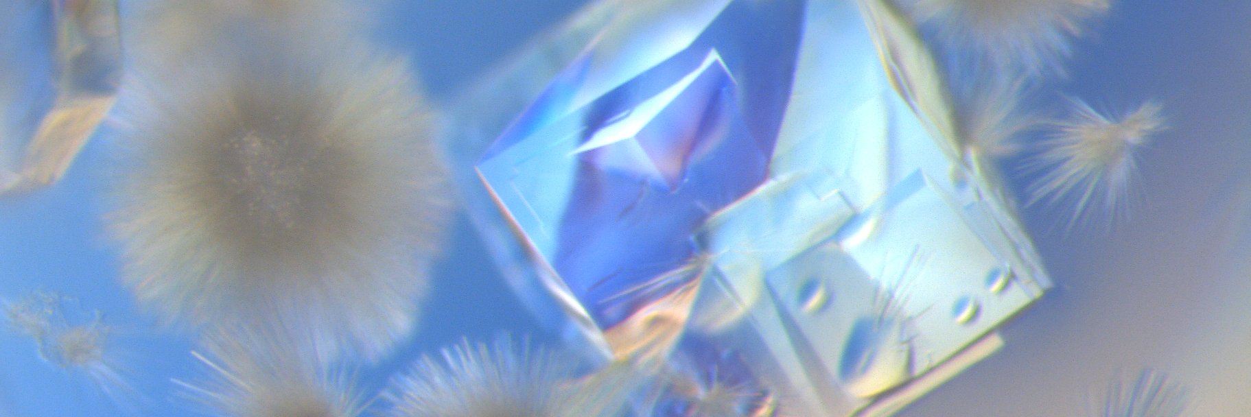 Dr. Chrystal Ama Starbird PDB Depositer's banner