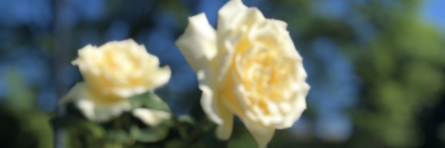 MVicck's profile banner image