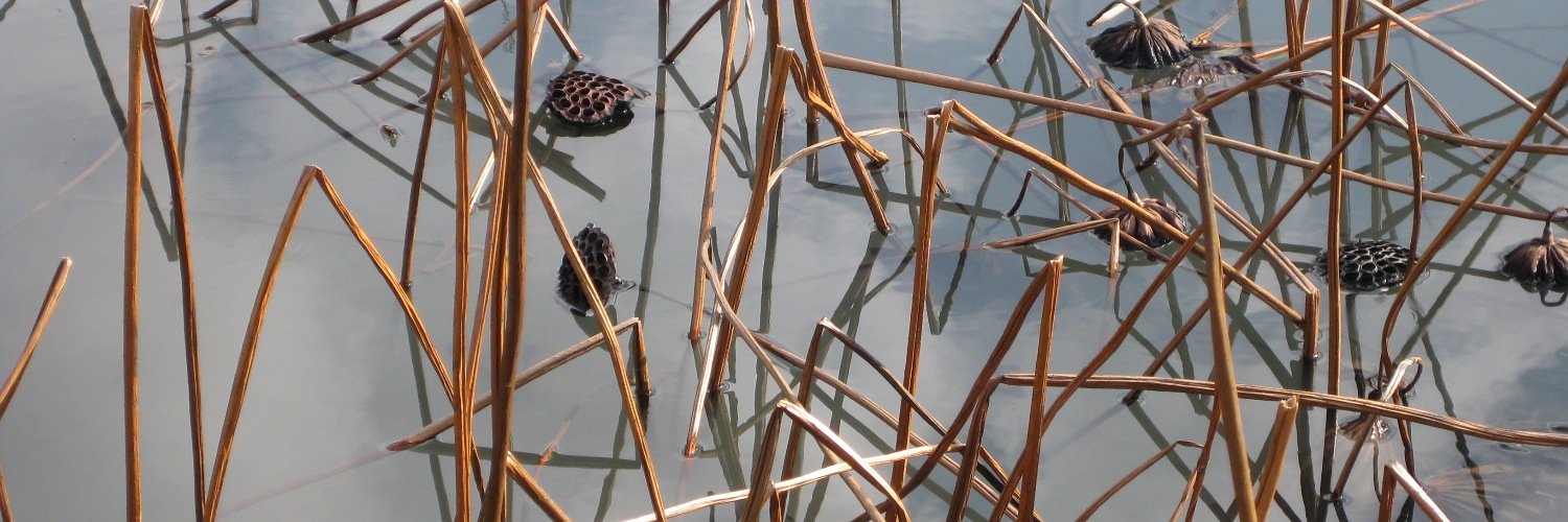 David Mackenzie banner